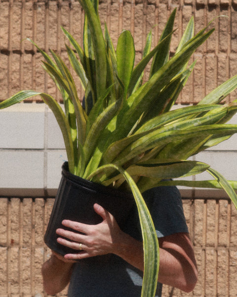 SANSEVIERIA (SNAKE PLANTS)