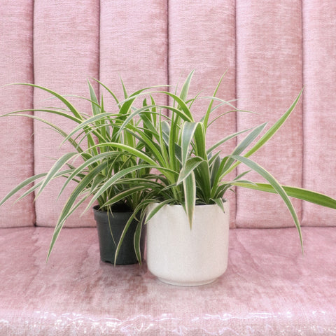POTTING FEES WITH PURCHASE OF NEW PLANT & POT