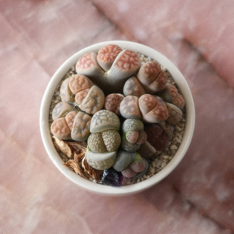 LITHOPS
