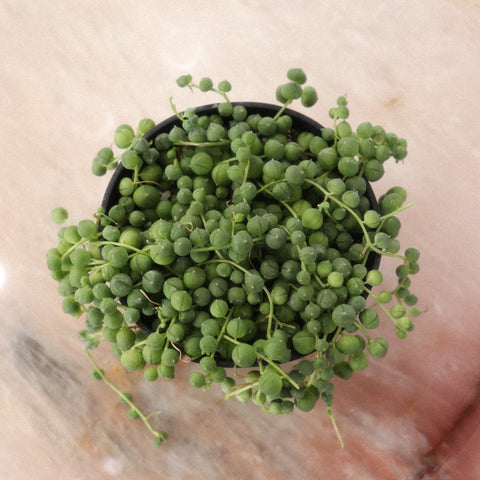 STRING OF PEARLS