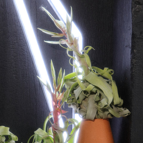 TILLANDSIA STREPTOPHYLLA
