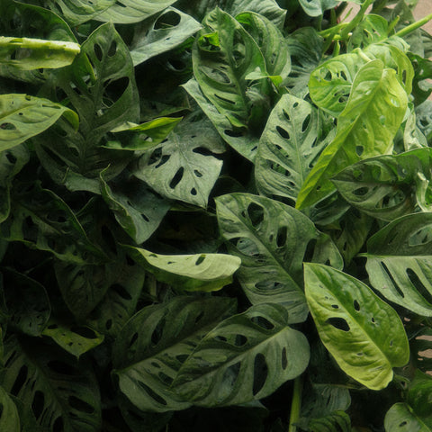 HOW TO CARE FOR TROPICALS