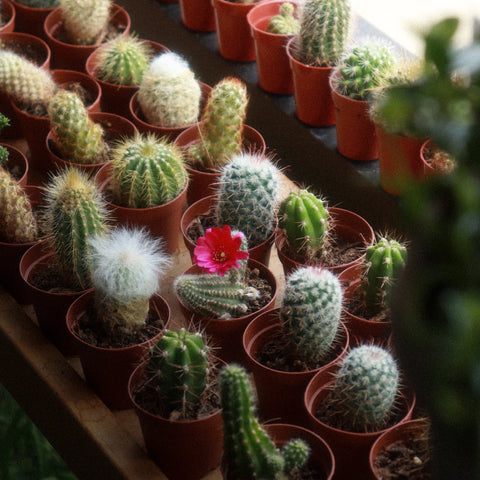 HOW TO CARE FOR: CACTI