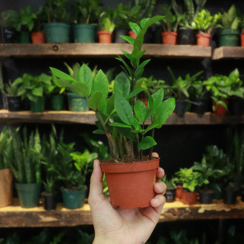 ZAMIOCULCAS ZAMIIFOLIA (ZZ PLANT)