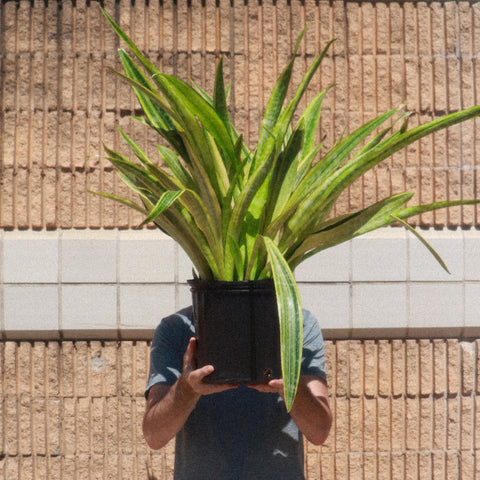 SANSEVIERIA (SNAKE PLANT)