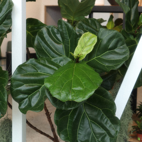 FICUS VARIETIES