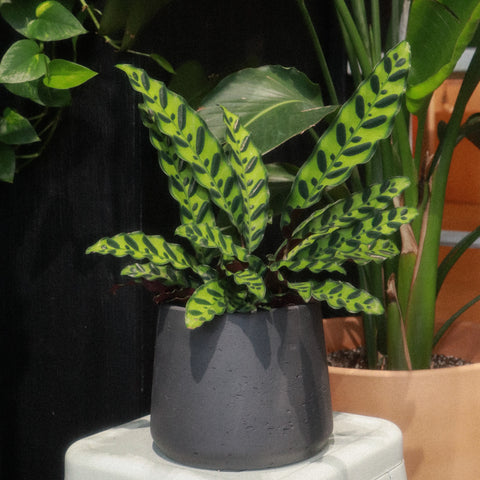 CALATHEA