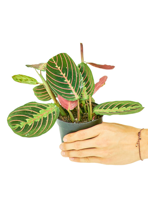 Red Maranta (Prayer Plant), SM