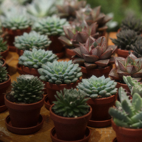HOW TO CARE FOR: SUCCULENTS