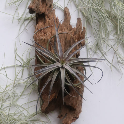 TILLANDSIA AERANTHOS PURPLE