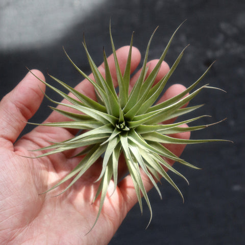 TILLANDSIA ESPINOSAE