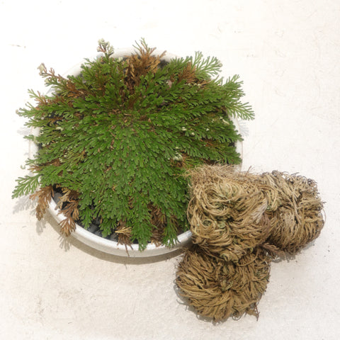 SELAGINELLA LEPIDOPHYLLA (RESURRECTION PLANT OR ROSE OF JERICHO )