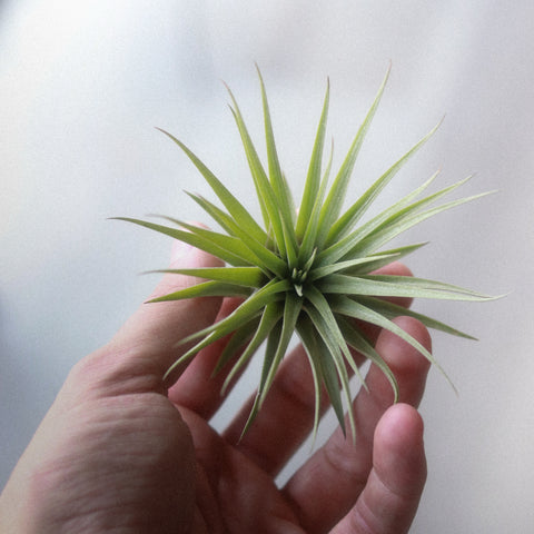HOW TO CARE FOR: AIR PLANTS