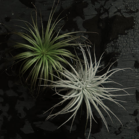 TILLANDSIA TECTORUM