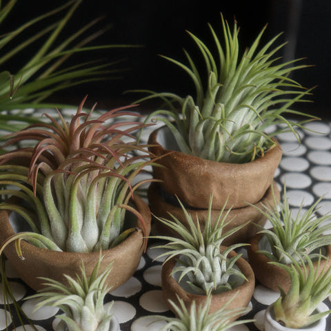 TILLANDSIA IONANTHA