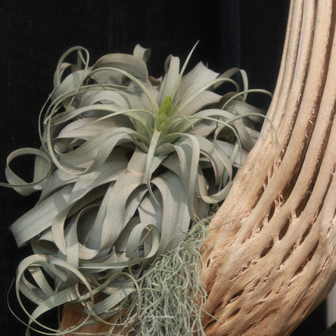 TILLANDSIA XEROGRAPHICA