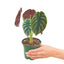 Alocasia 'Red Secret'
