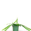 Fishbone Cactus, SM