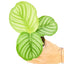 Orbifolia Calathea, SM