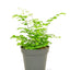 Maidenhair Fern, SM