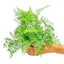 Rabbit Foot Fern, SM