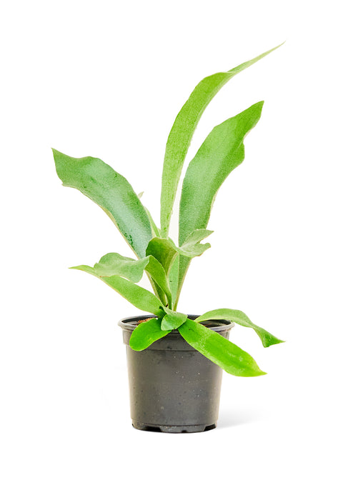 Staghorn Fern, SM