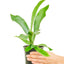 Staghorn Fern, SM
