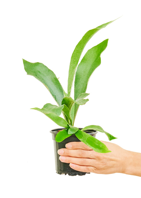 Staghorn Fern, SM