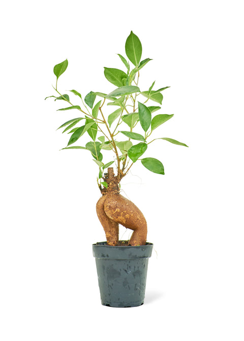 Ficus 'Ginseng', SM