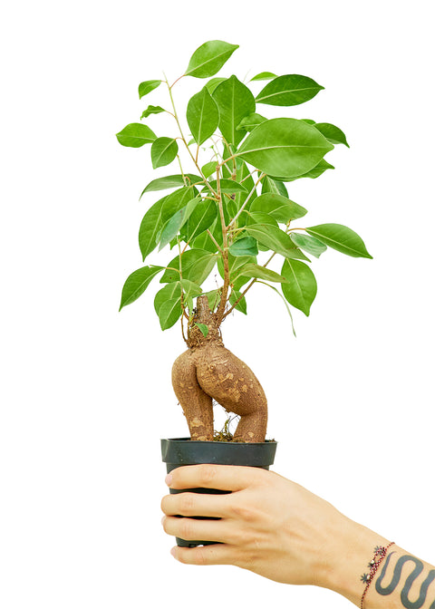 Ficus 'Ginseng', SM