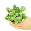 Jade Plant, SM
