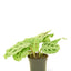 Maranta 'Beauty Kim' (Prayer Plant), SM