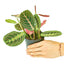 Red Maranta (Prayer Plant), SM