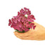 Oxalis (False Shamrock), SM