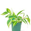 Philodendron 'Brazil', SM