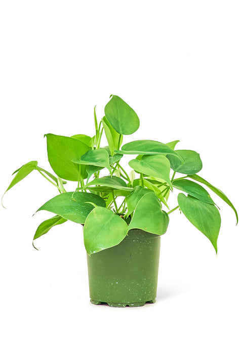 Heart Leaf Philodendron (Philodendron Cordatum), SM
