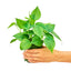 Heart Leaf Philodendron (Philodendron Cordatum), SM