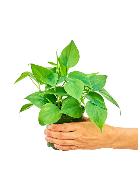 Heart Leaf Philodendron (Philodendron Cordatum), SM