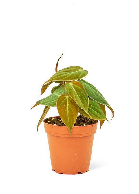 Philodendron Micans (Velvet Leaf), SM