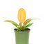 Philodendron 'Prince of Orange', SM
