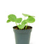 Chinese Money Plant (Pilea Peperomioides), SM