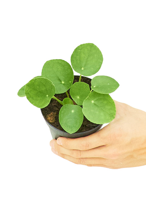 Chinese Money Plant (Pilea Peperomioides), SM