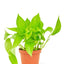 Golden Pothos, SM