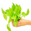 Golden Pothos, SM