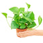 Pothos 'Jade', SM