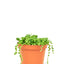 String of Pearls, SM