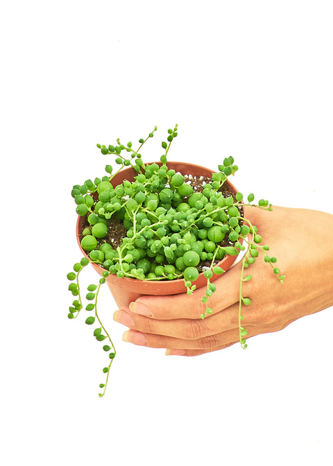 String of Pearls, SM