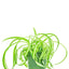 Spider Plant 'Bonnie', SM