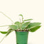 Hoya 'Macrophylla', SM