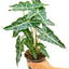 Alocasia 'Polly'